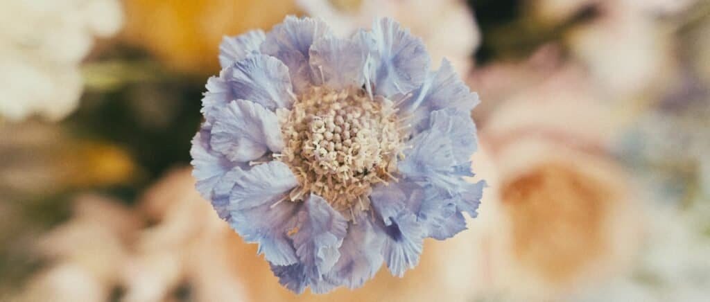 Film de Mariage en Provence