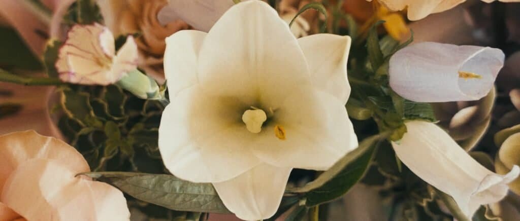 Film de Mariage en Provence