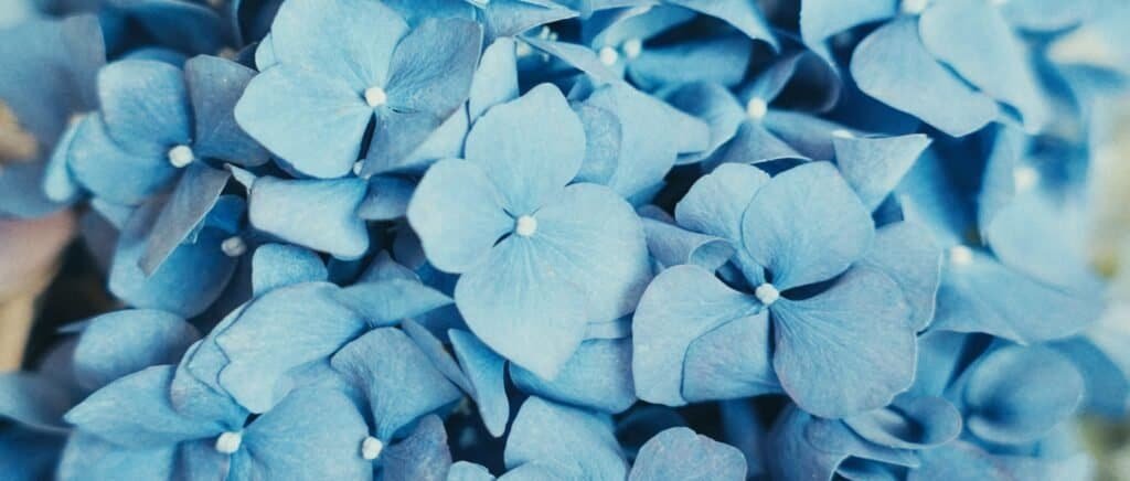 Film de Mariage en Provence