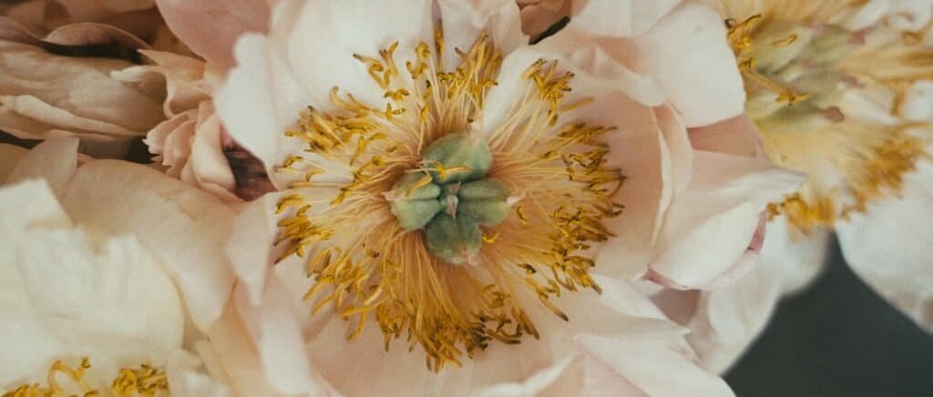 Film de Mariage en Provence