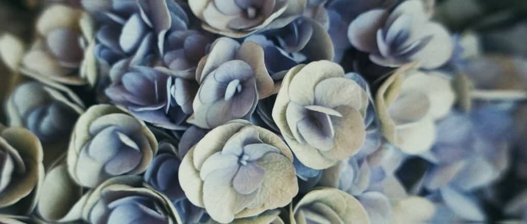 Film de Mariage en Provence